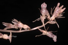 Epipogium roseum